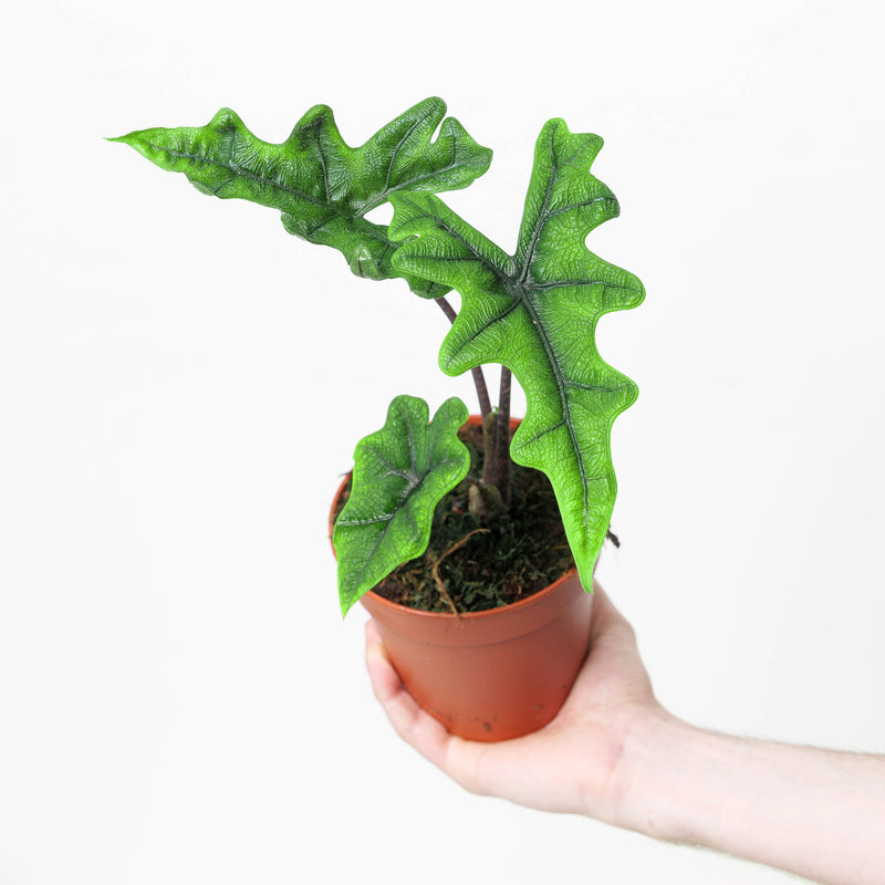 Alocasia sp. 'Jacklyn' Plants GrowTropicals