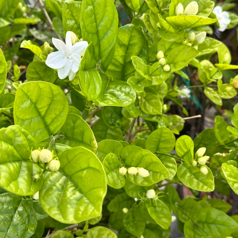 Jasminum sambac — 12cm