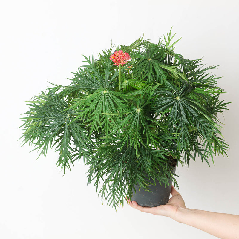 Jatropha multifida | Coral Plant Plants GrowTropicals