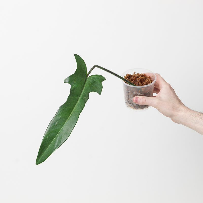 Philodendron 'Jerry Horne' Plants GrowTropicals