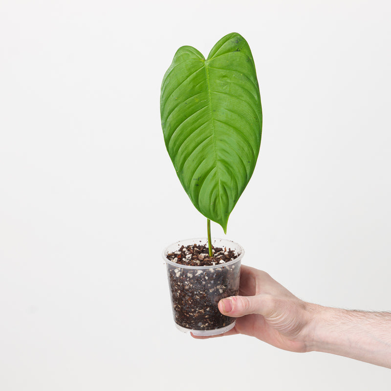 Philodendron tenue 'Jesus Marie' Plants GrowTropicals