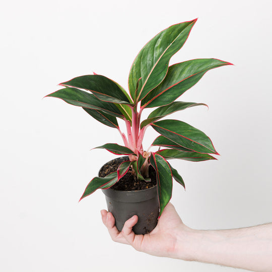 Aglaonema 'Jungle Red' 12cm Plants GrowTropicals