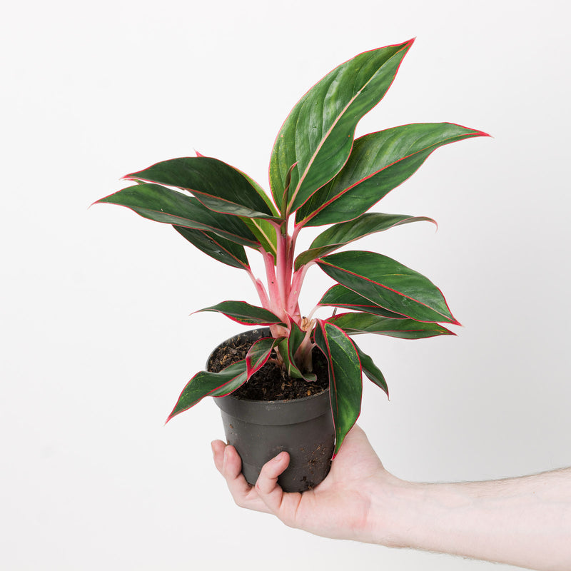Aglaonema 'Jungle Red' 12cm Plants GrowTropicals