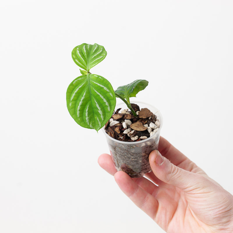 Justicia manserichensis Plants GrowTropicals
