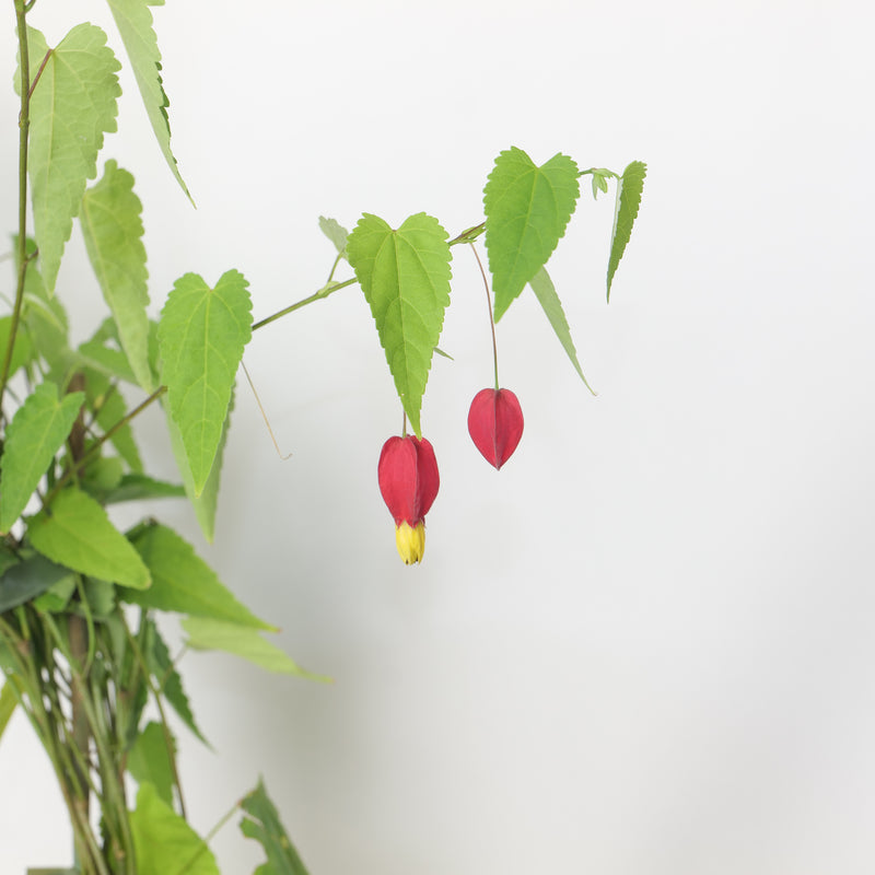 Abutilon 'Kentish Belle' Plants - Outdoor GROW TROPICALS