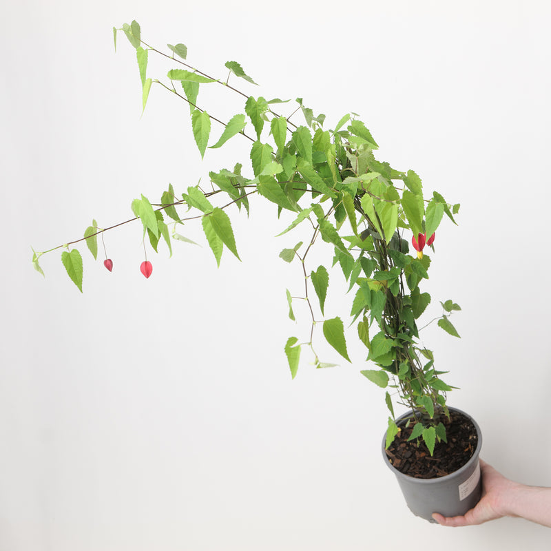 Abutilon 'Kentish Belle' Plants - Outdoor GROW TROPICALS