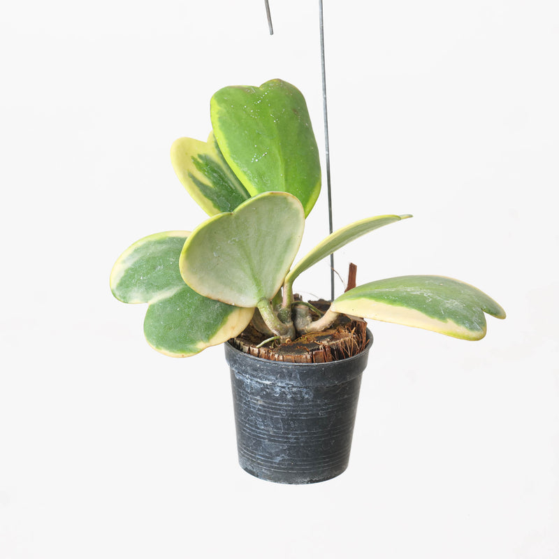Hoya kerrii Outer Variegated | Heart Plant Plants GrowTropicals