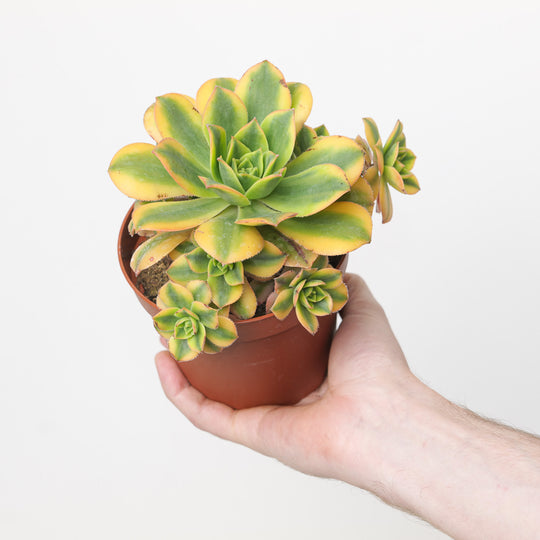 Aeonium haworthii 'Kiwi'