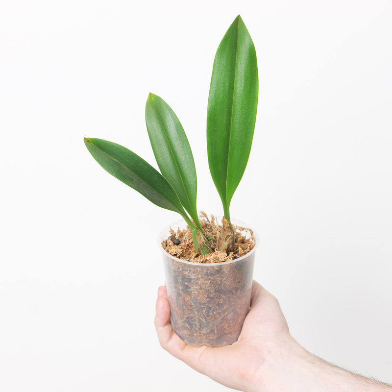 Bulbophyllum klabatense subsp. sulawesii 9cm Plants Growtropicals