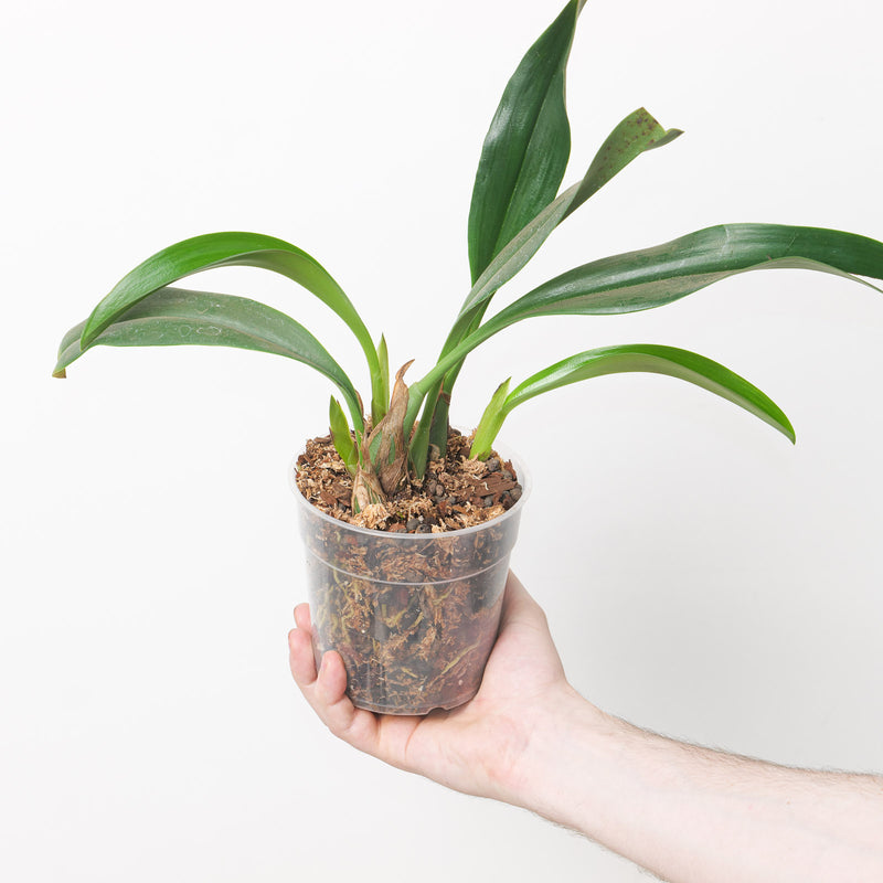 Bulbophyllum klabatense subsp. sulawesii — 12cm