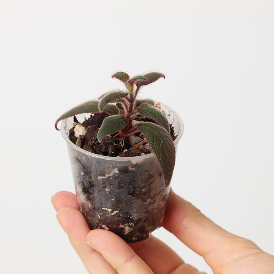 Kohleria sp Ecuador Plants GrowTropicals