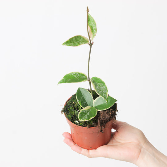 Hoya 'Krimson Queen' splash Plants GrowTropicals
