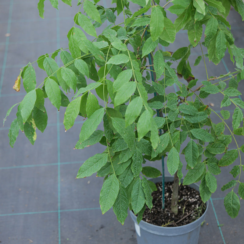 Wisteria floribunda f. rosea 'Kuchi-beni' Plants - Outdoor GROW TROPICALS