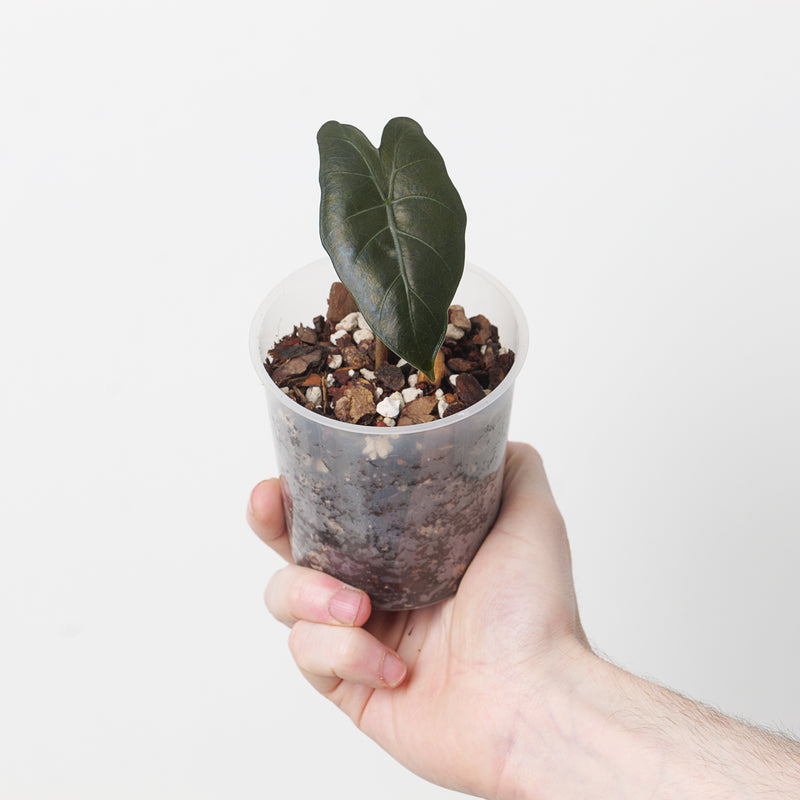 Alocasia 'Kuching Mask' — 9cm