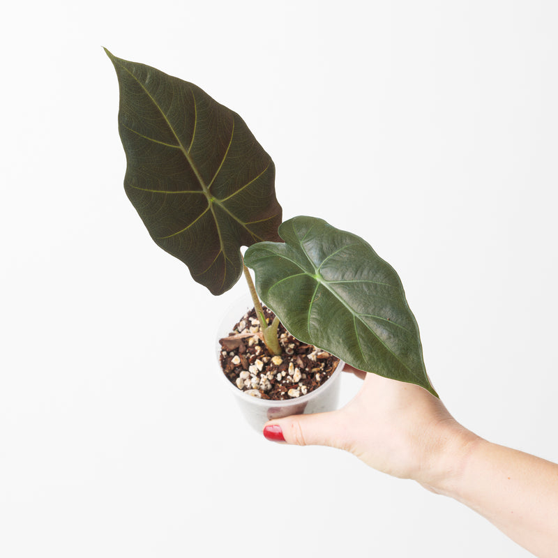 Alocasia 'Kuching Mask' Plants GrowTropicals