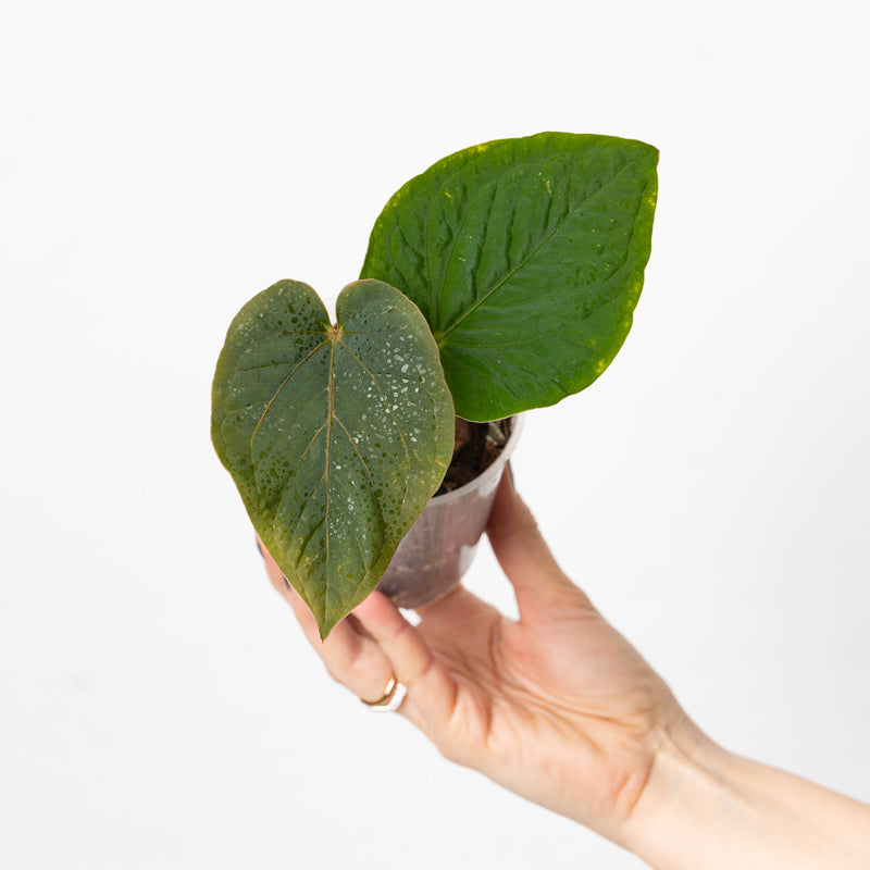 Anthurium kunayalense Plants GrowTropicals