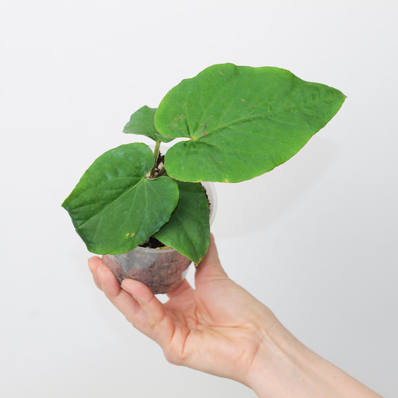 Anthurium kunayalense x self — A1