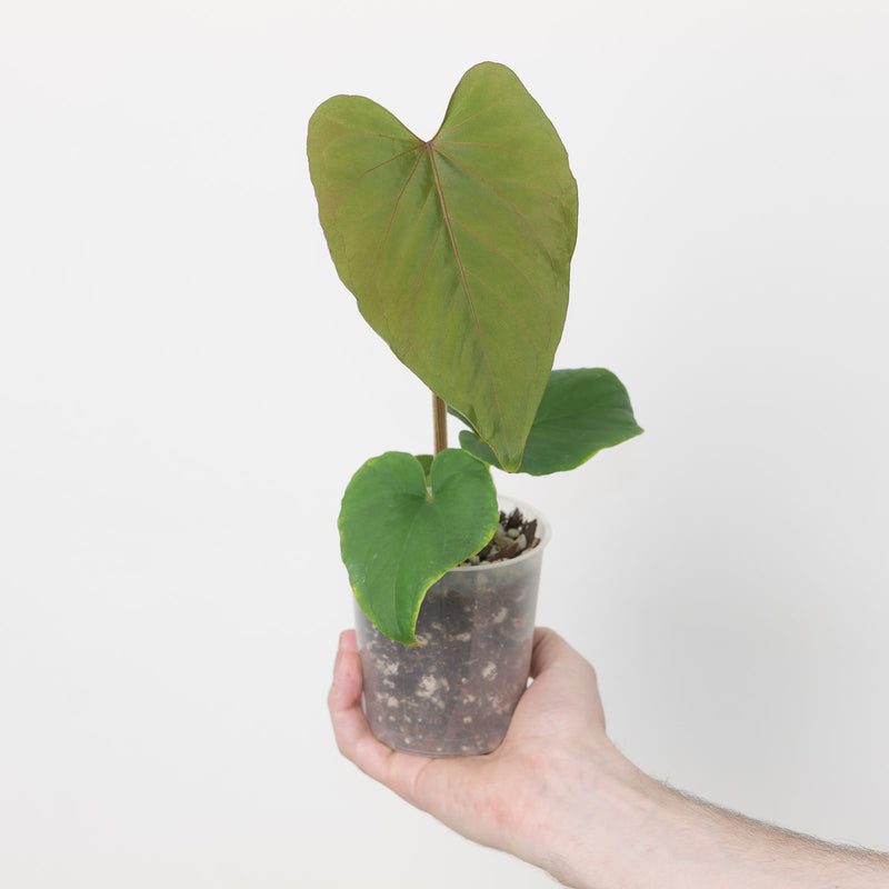 Anthurium kunayalense x self A2 Plants GrowTropicals