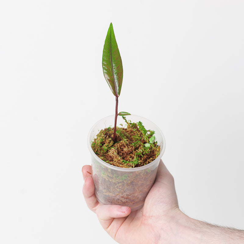 Labisia sp Green Narrow Plants GrowTropicals