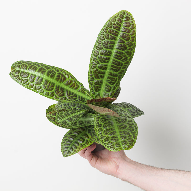 Labisia 'Turtleback' 12cm Plants GrowTropicals