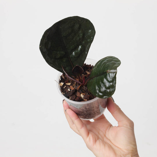 Labisia sp. Mangkuk | Ardisia sp. Mangkik Plants GrowTropicals