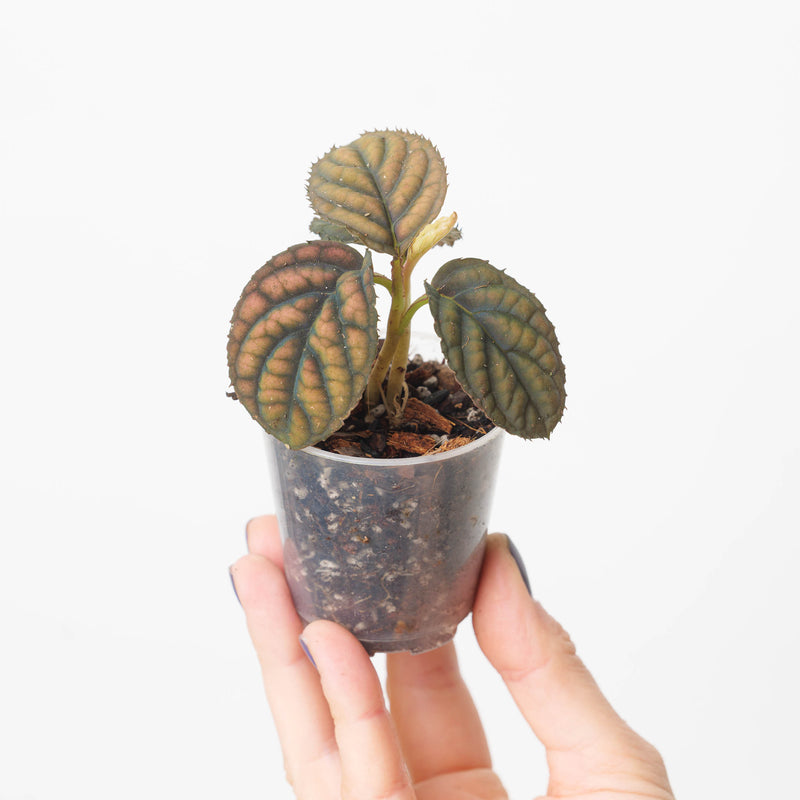 Labisia sp. Vietnam Plants GrowTropicals