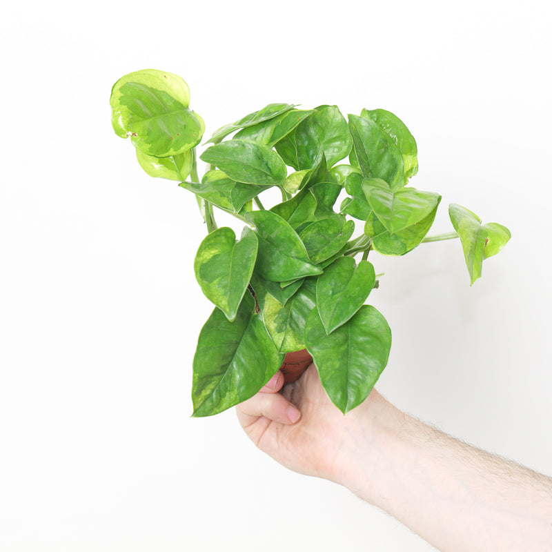 Epipremnum Lemon Joy Plants GrowTropicals