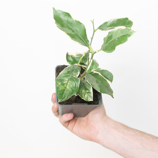 Variegated Meyer Lemon 9cm / 0.5L Plants - Outdoor GROW TROPICALS
