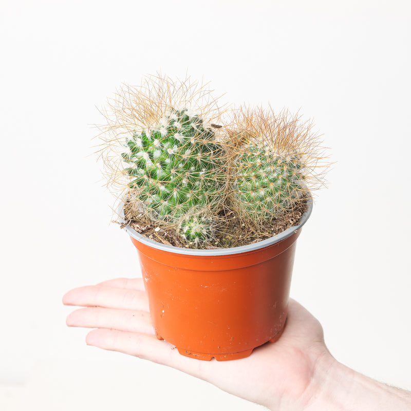 Mammillaria leptacantha Plants GrowTropicals