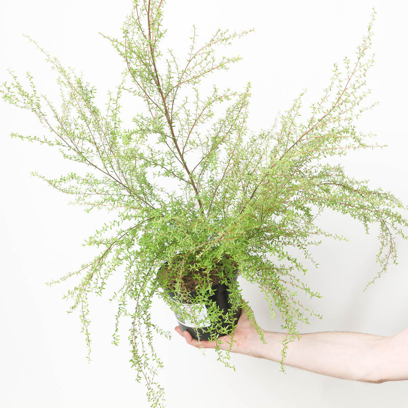 Leptospermum scoparium | Manuka — 17cm / 2L