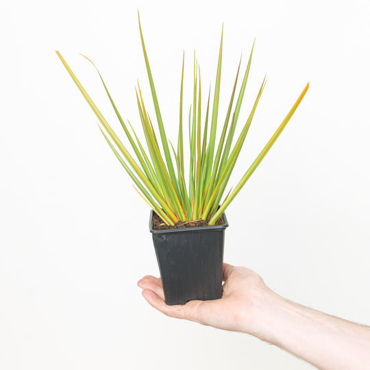 Libertia peregrinans 9cm / 0.5L Plants - Outdoor GROW TROPICALS
