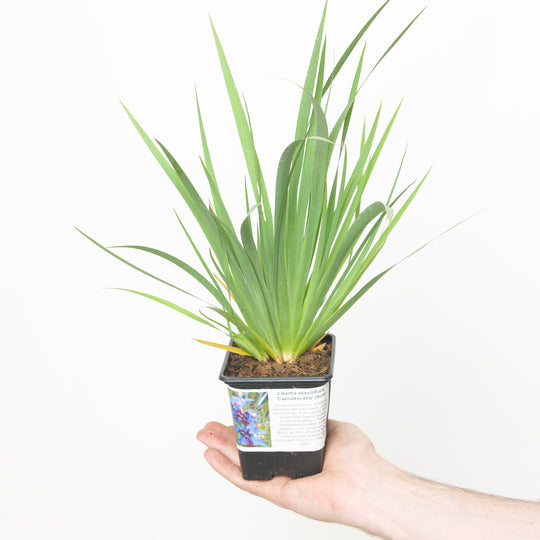 Libertia sessiliflora 'Caerulescens' Plants - Outdoor GROW TROPICALS