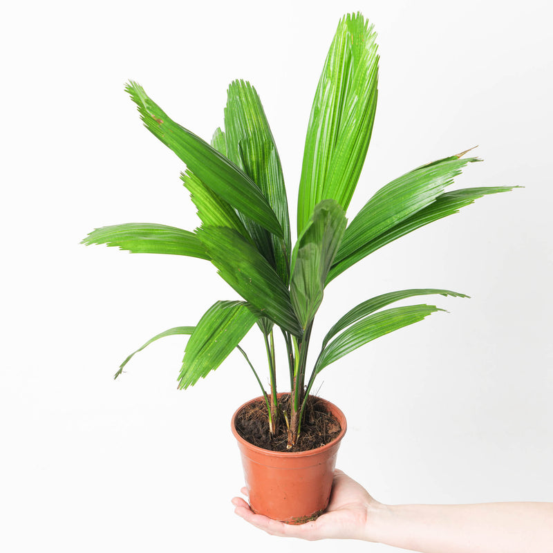 Licuala grandis | Ruffled Fan Palm Plants GrowTropicals