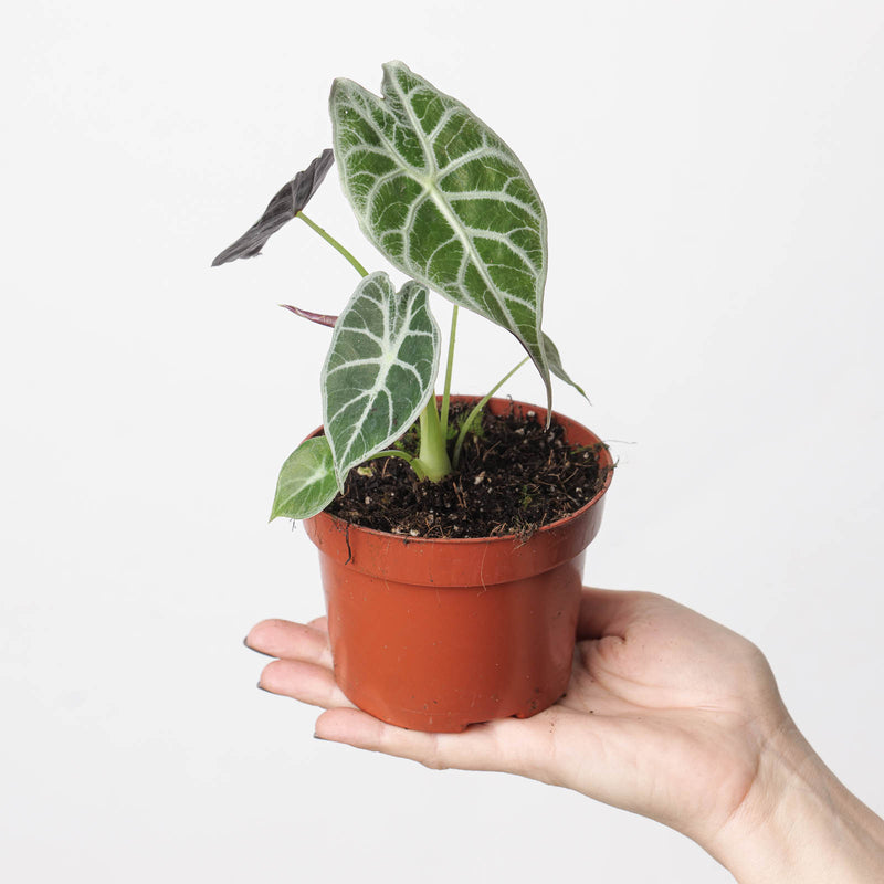 Alocasia watsoniana 'Lightning' Plants GrowTropicals
