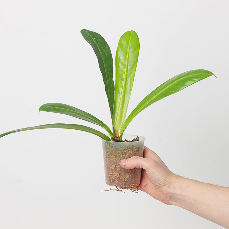 Philodendron insigne Plants GrowTropicals