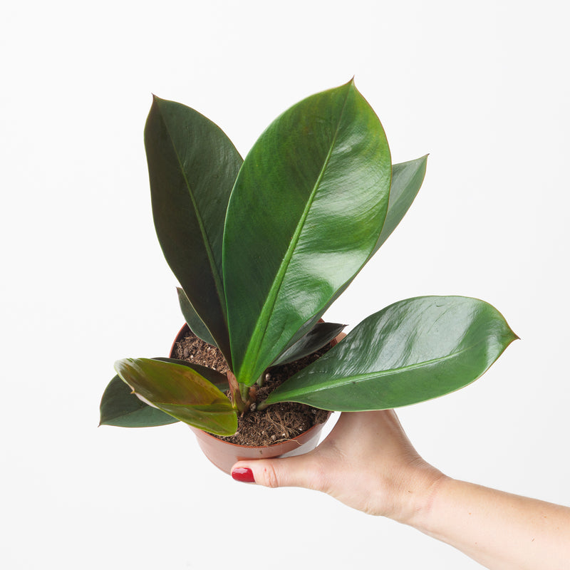 Philodendron linnaei — 12cm