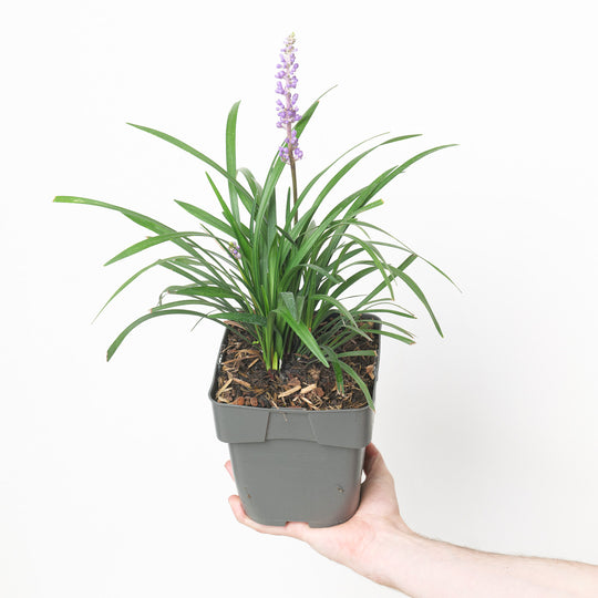 Liriope muscari 'Moneymaker' 17cm / 2L Plants - Outdoor GROW TROPICALS