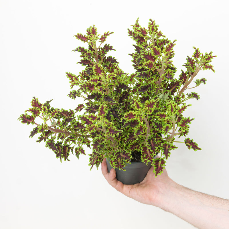 Coleus 'Love Bird' 12cm / 1L Plants - Outdoor GROW TROPICALS