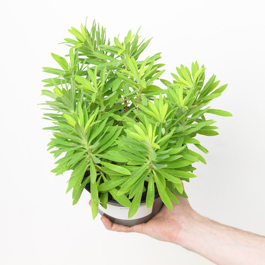 Euphorbia x martini Walberton's Little Treasure Plants - Outdoor GROW TROPICALS
