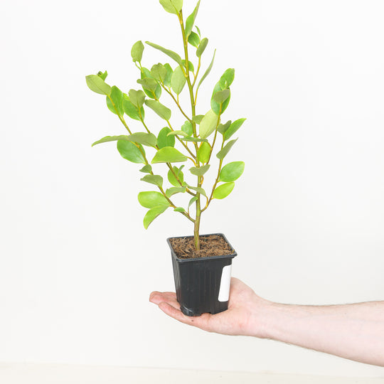 Griselinia littoralis 9cm / 0.5L Plants - Outdoor GROW TROPICALS