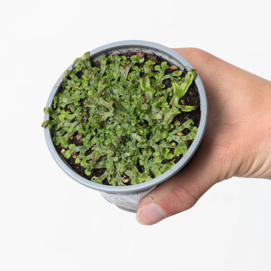 Liverwort sp. (Fine) Plants GrowTropicals