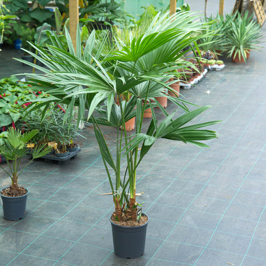 Livistona chinensis 24cm / 6L Plants - Outdoor GROW TROPICALS