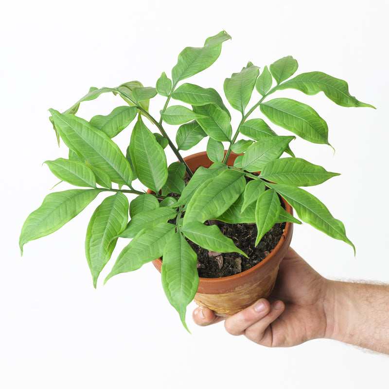 Amorphophallus longituberosus Plants GrowTropicals