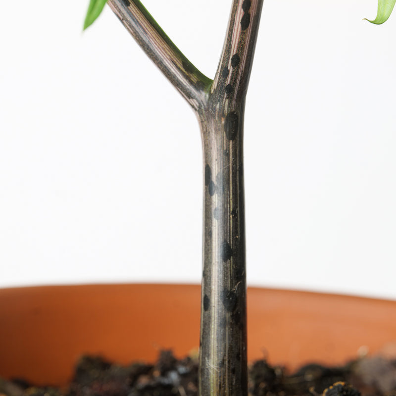 Amorphophallus longituberosus Plants GrowTropicals