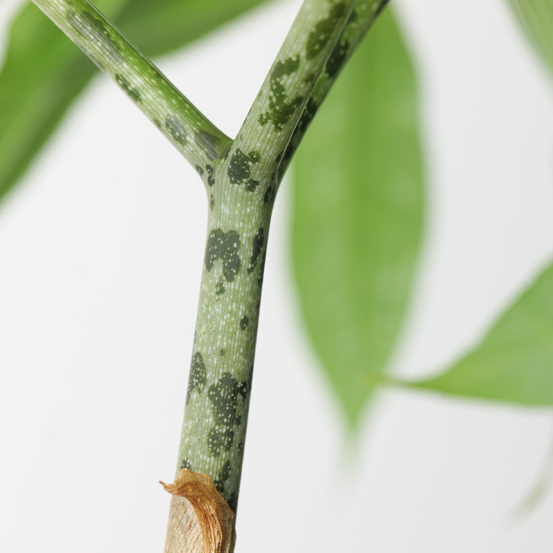 Amorphophallus longituberosus Plants GrowTropicals