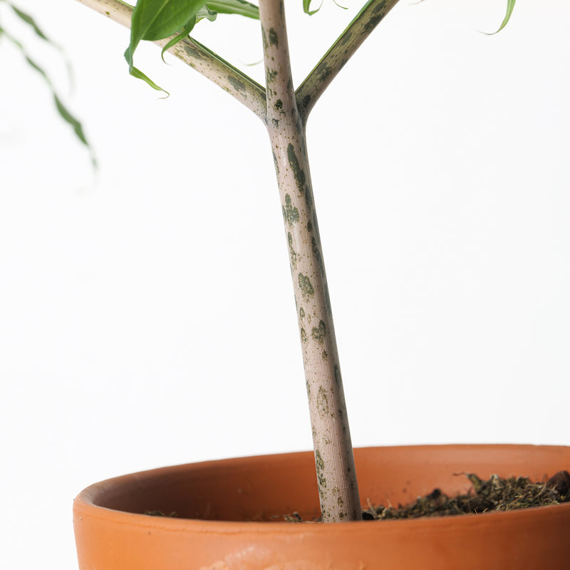 Amorphophallus longituberosus Plants GrowTropicals