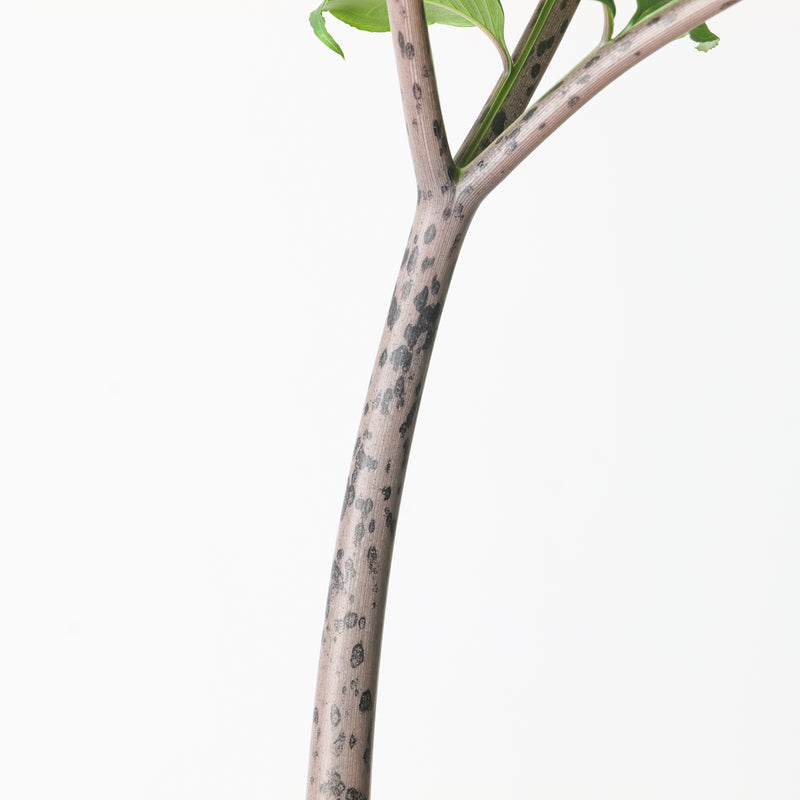Amorphophallus longituberosus Plants GrowTropicals