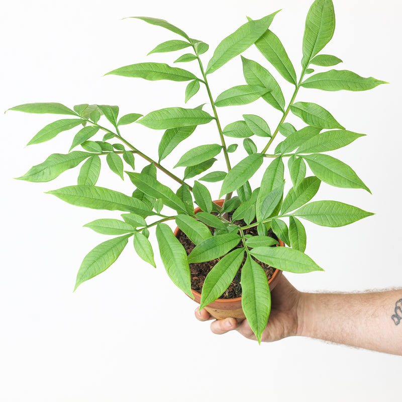 Amorphophallus longituberosus Plants GrowTropicals