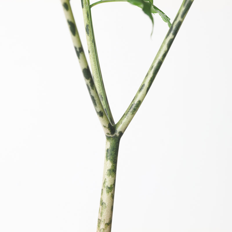 Amorphophallus longituberosus Plants GrowTropicals