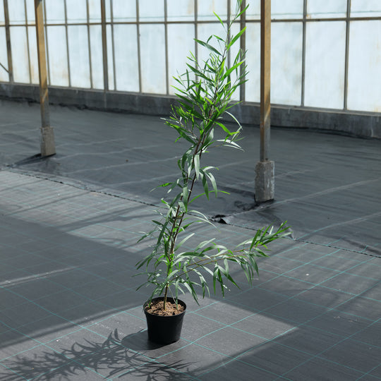 Acacia longifolia 19cm / 3L (Collection Only) Plants - Outdoor GROW TROPICALS